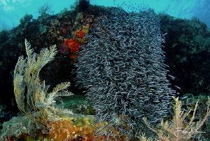 Striped eel catfish, Banda sea, Indonesia. by Filip Staes 